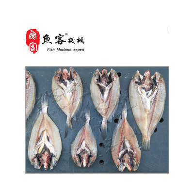 小型鱼开背机图3